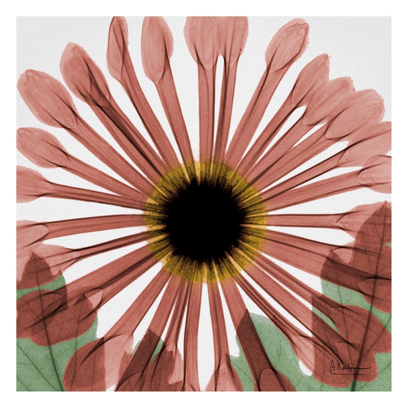 Albert Koetsier, CHRYSANTHEMUM IN RED (X-RAY)