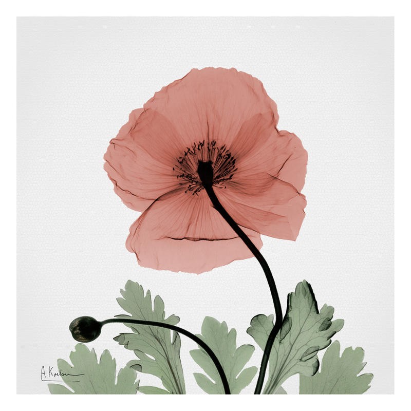 Albert Koetsier, POPPY IN PINK (X-RAY)