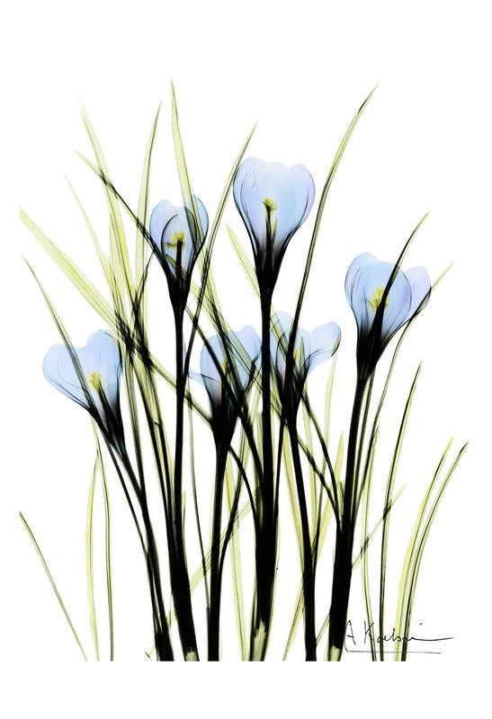 Albert Koetsier, CROCUS BLUE (X-RAY)