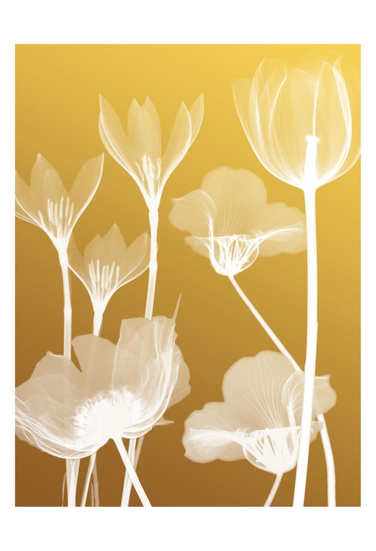 Albert Koetsier, FLORA YELLOW II (X-RAY)