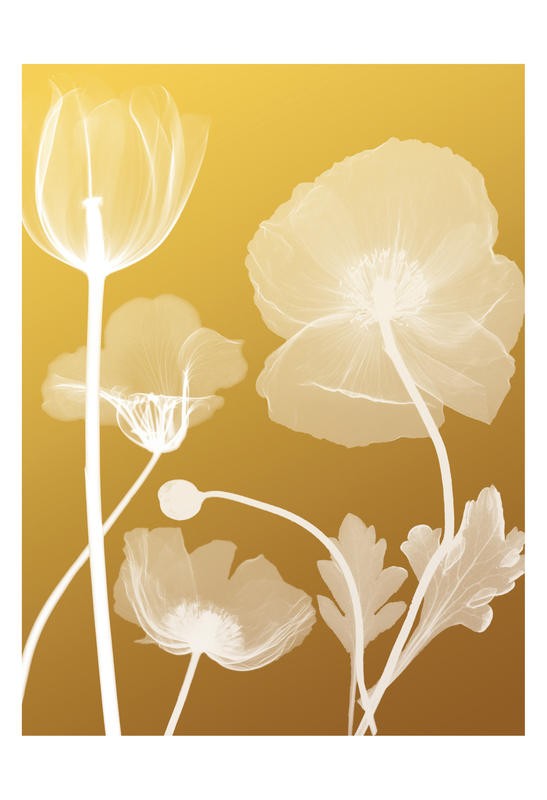 Albert Koetsier, FLORA YELLOW III (X-RAY)