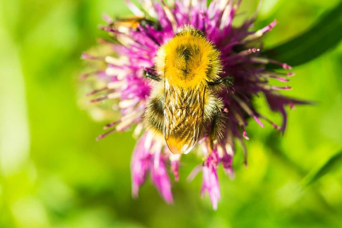 Conny Krakowski, Hummel (Biene,Hummel, Insekt, Sommer, Flügeltier, Leben,Makroaufnahme, Macro, Fotografie)