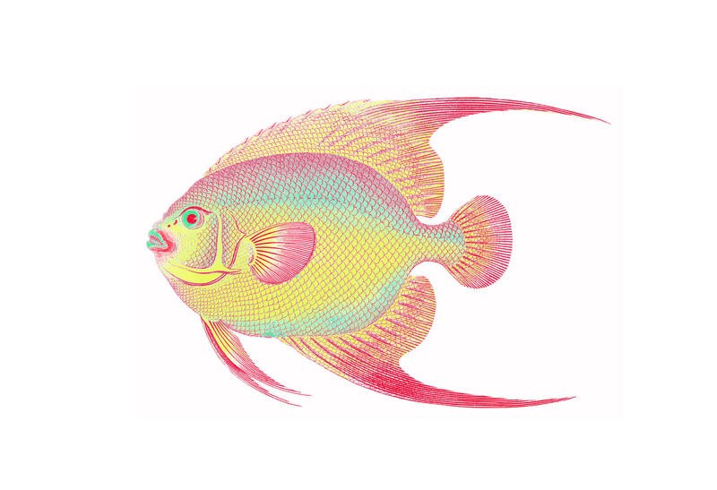 Sheldon Lewis, COLORFUL FISH IV (Fisch, maritim, Meerestiere, Grafik, Badezimmmer, Treppenhaus, Wohnzimmer, Esszimmer, Wunschgröße, regenbogenfarben)