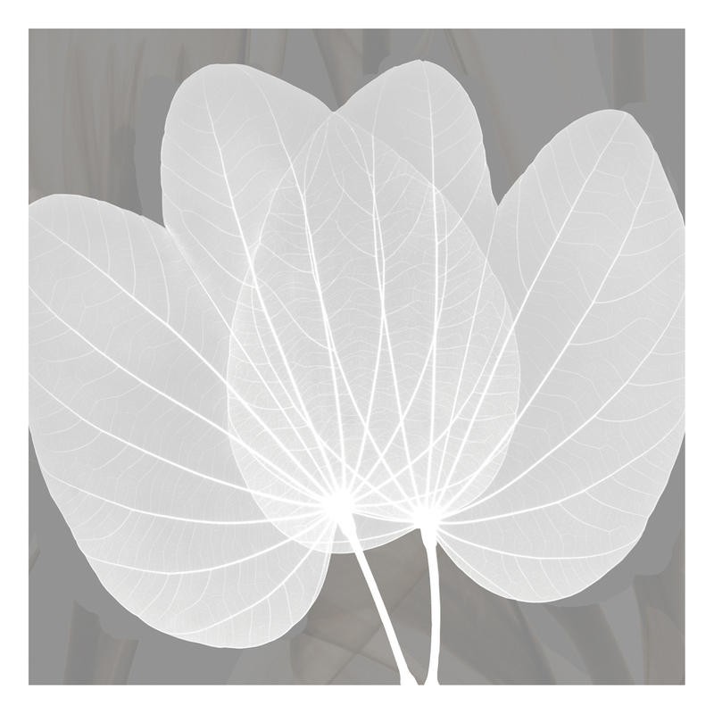 Albert Koetsier, GREY BEAUTY I (X-RAY)