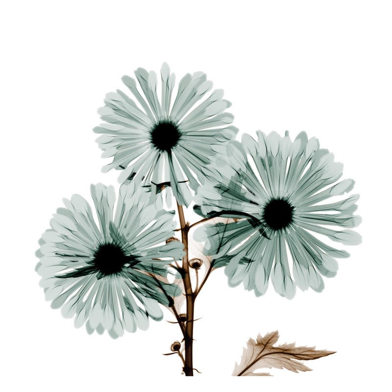 Albert Koetsier, CHRYSANTHEMUM IN LIGHT GREEN (X-RAY)