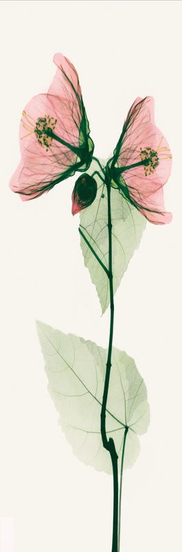 Albert Koetsier, TRIO IN PINK II (X-RAY)