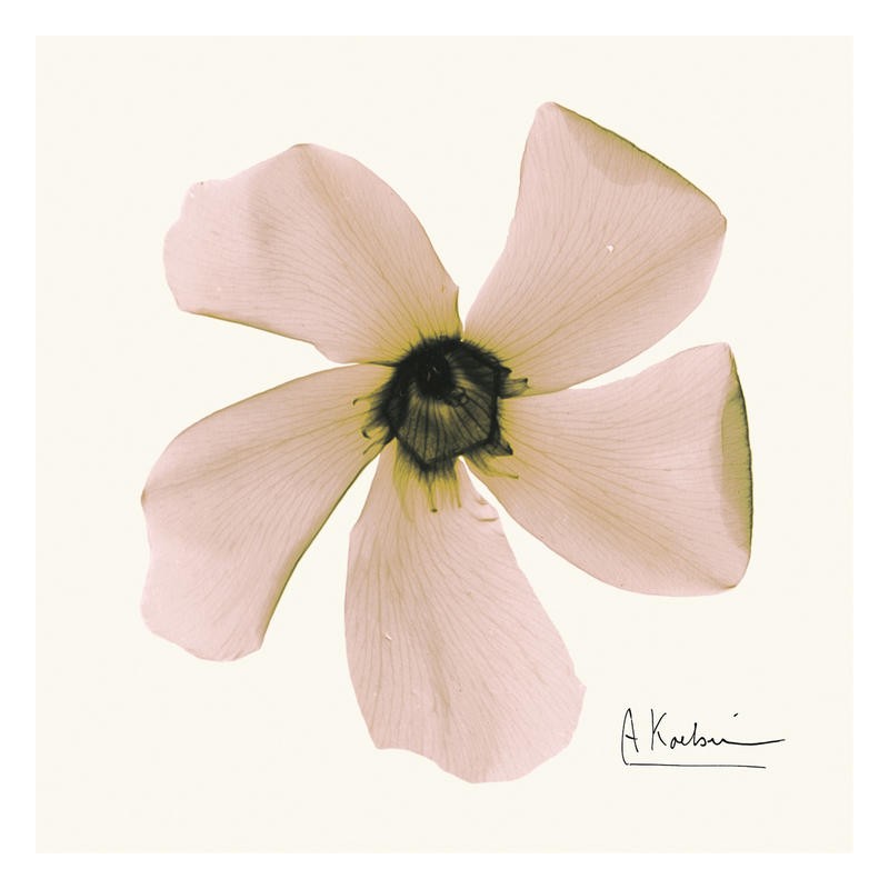 Albert Koetsier, PINK BLOSSOM II (X-RAY)