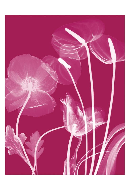 Albert Koetsier, FLORA RED II (X-RAY)