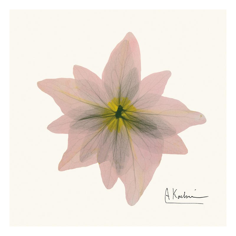 Albert Koetsier, PINK BLOSSOM III (X-RAY)