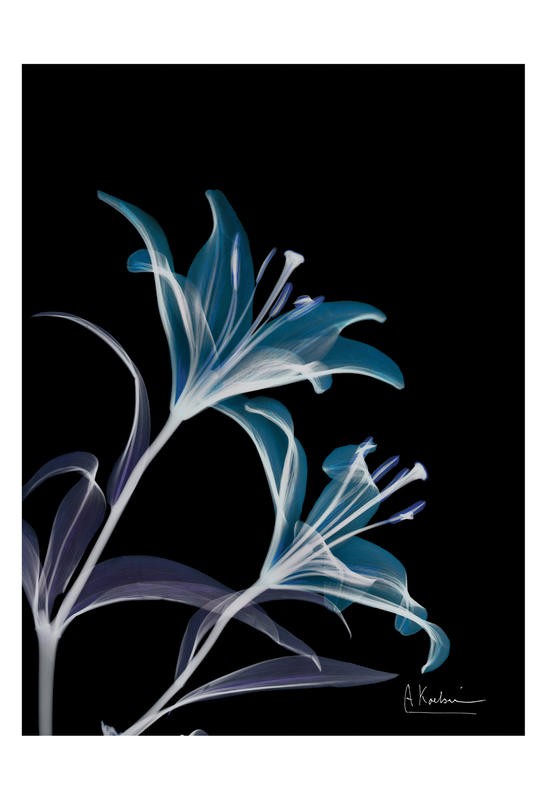 Albert Koetsier, LIGHT V (X-RAY)