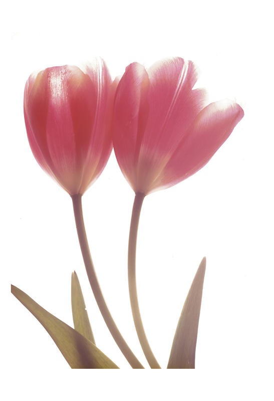 Albert Koetsier, MAGENTA TULIP I (X-RAY)