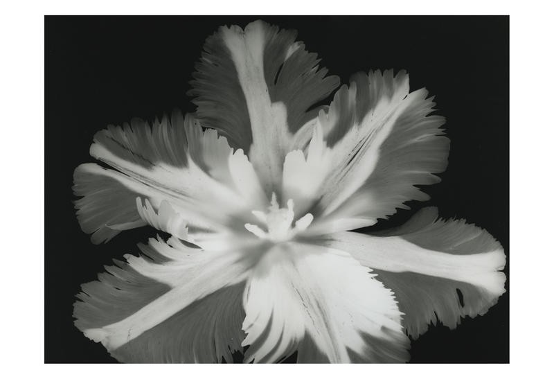 Albert Koetsier, BIG BLOSSOM II (X-RAY)