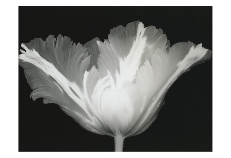 Albert Koetsier, BIG BLOSSOM IV (X-RAY)