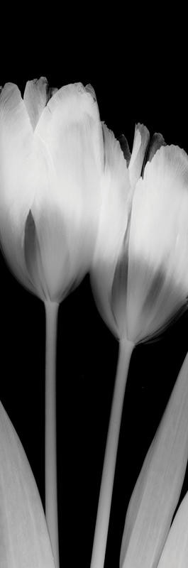 Albert Koetsier, TULIP IV (X-RAY)