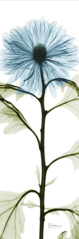 Albert Koetsier, LONG FLOWERS IN BLUE I (X-RAY)