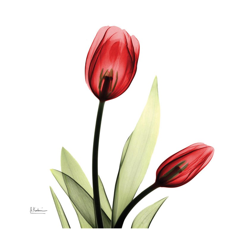 Albert Koetsier, TULIP MIX QUARTET III (X-RAY)