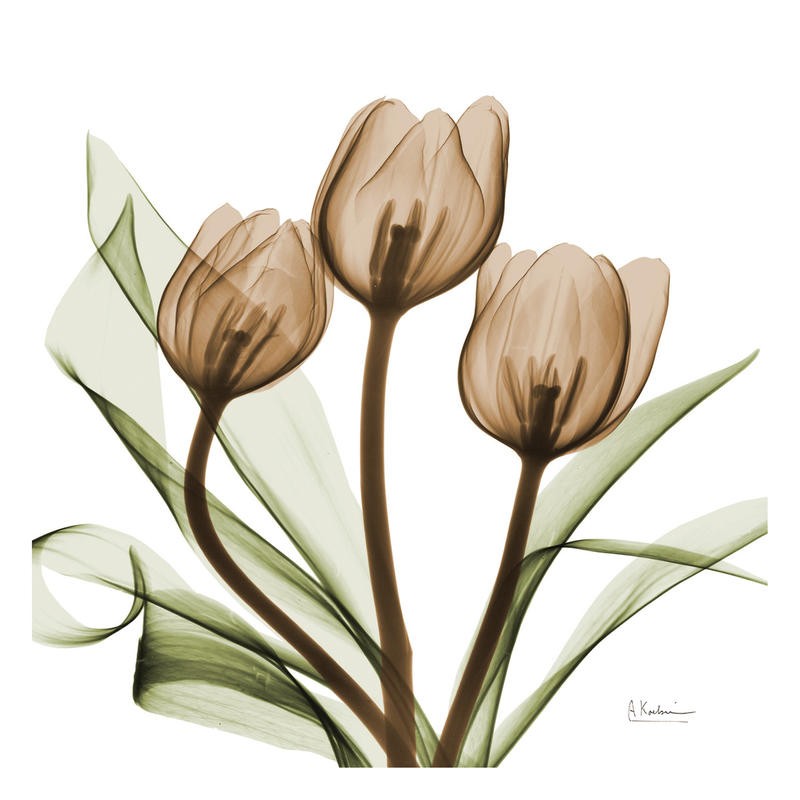 Albert Koetsier, TULIP MIX QUARTET IV (X-RAY)