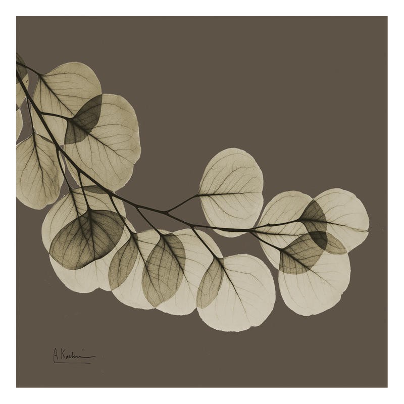 Albert Koetsier, LEAF BROWN III (X-RAY)