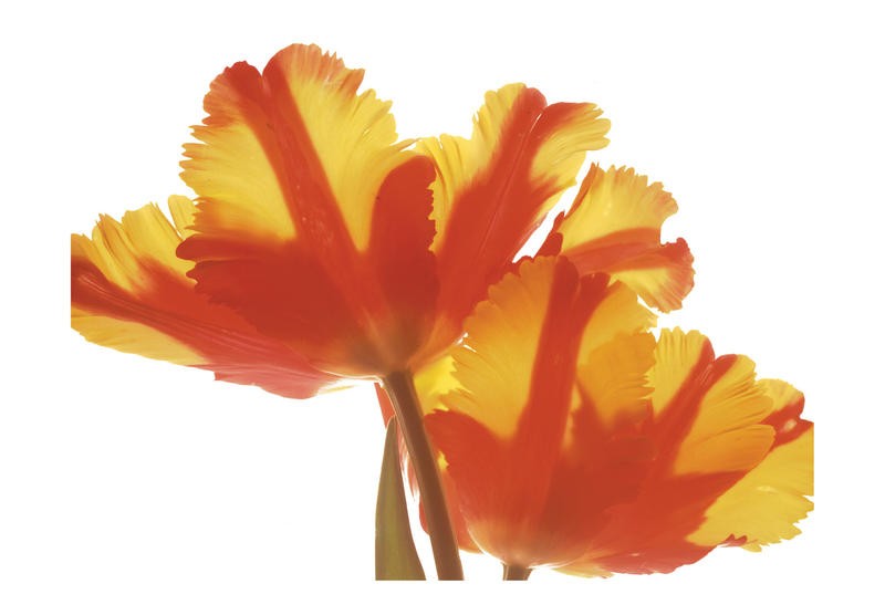 Albert Koetsier, RED AND YELLOW I (X-RAY)