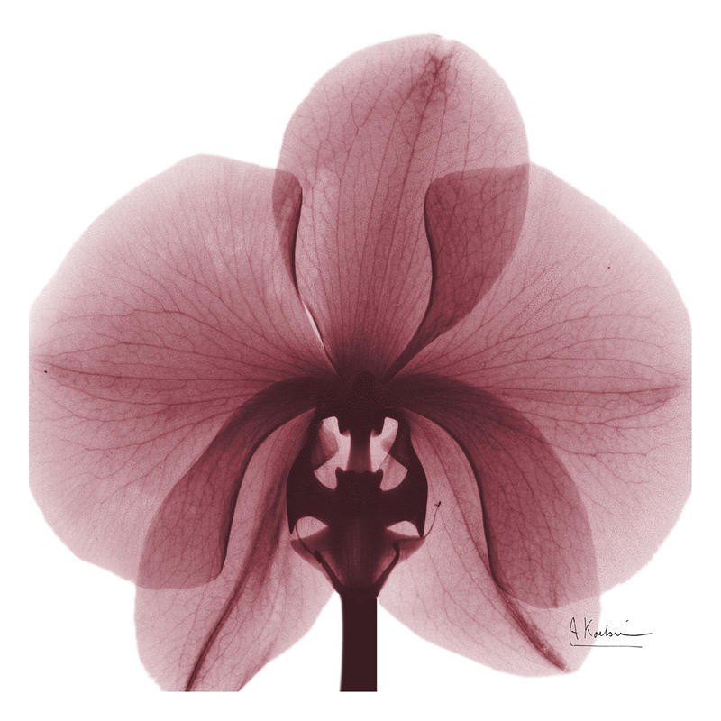 Albert Koetsier, FLOWERS IN DARK RED I (X-RAY)