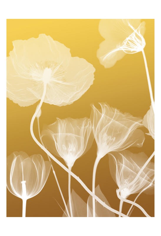 Albert Koetsier, FLORA YELLOW I (X-RAY)