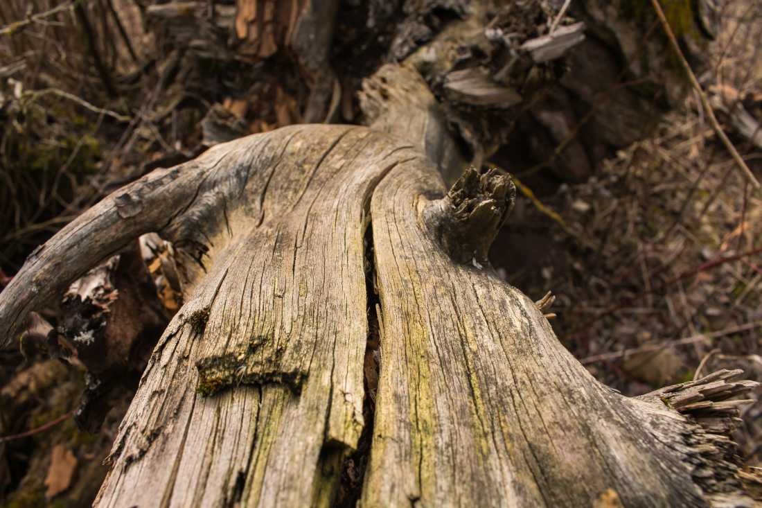 Conny Krakowski, Totes Leben (Baum, toter Baum, gefallen,  Fotografie, Holz, Leben, Sterben,)