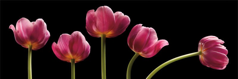 Barry Seidmann, FIVE TULIPS (Blumen, Tulpen, Stängel, Blüten, Fotokunst, schwarzer Hintergrund, Wunschgröße, Treppenhaus, Esszimmer, Wohnzimmer, leuchtend, bunt)