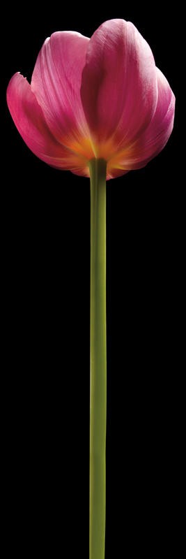 Barry Seidmann, TALL PURPLE TULIP (Blume, Tulpe, Stängel, Blüte, Fotokunst, Botanik, schwarzer Hintergrund, Wunschgröße, Treppenhaus, Esszimmer, Wohnzimmer, leuchtend, bunt)