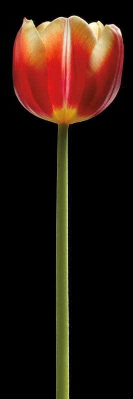 Barry Seidmann, TALL ORANGE TULIP (Blume, Tulpe, Stängel, Blüte, Fotokunst, schwarzer Hintergrund, Wunschgröße, Treppenhaus, Esszimmer, Wohnzimmer, feurig, leuchtend, bunt)