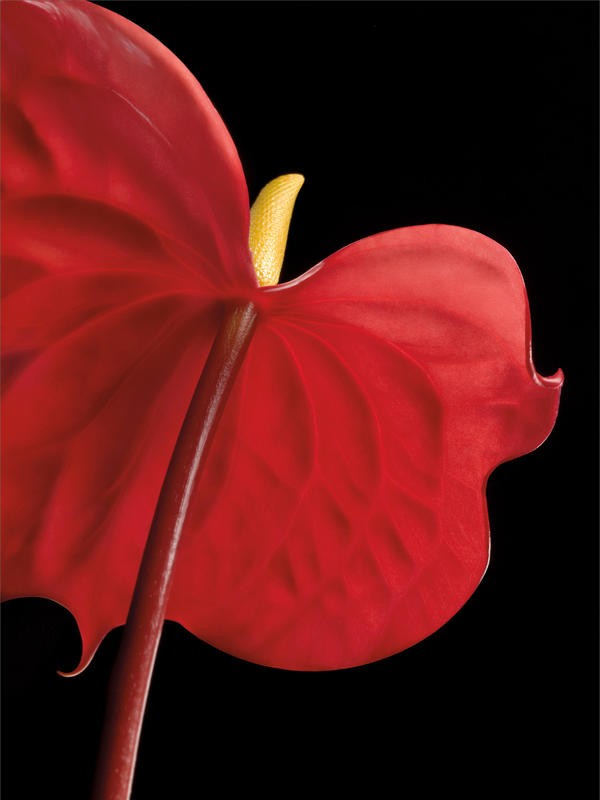Barry Seidmann, ANTHURIUM WITH BLACK I (Blume, Anthurie, Stängel, Blüte, Fotokunst, schwarzer Hintergrund, Wunschgröße, Treppenhaus, Esszimmer, Wohnzimmer, leuchtend, rot/schwarz)
