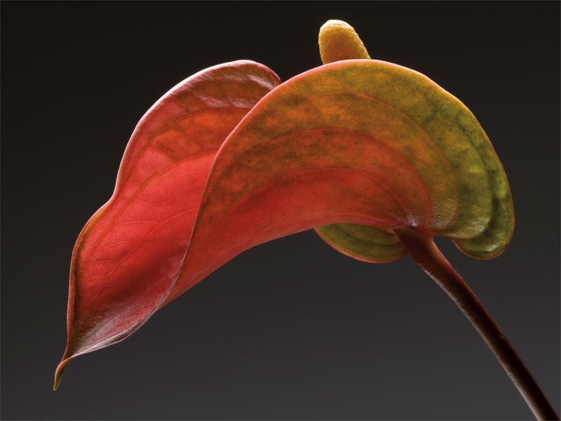 Barry Seidmann, ANTHURIUM WITH BLACK III (Blume, Anthurie, Stängel, Blüte, Fotokunst, grauer Hintergrund, Wunschgröße, Treppenhaus, Esszimmer, Wohnzimmer, bunt)