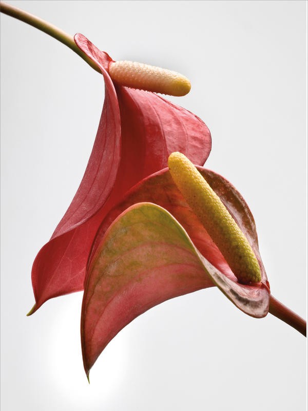 Barry Seidmann, ANTHURIUM WITH WHITE I (Blume, Anthurie, Stängel, Blüte, Fotokunst, weißer Hintergrund, Wunschgröße, Treppenhaus, Esszimmer, Wohnzimmer, bunt)