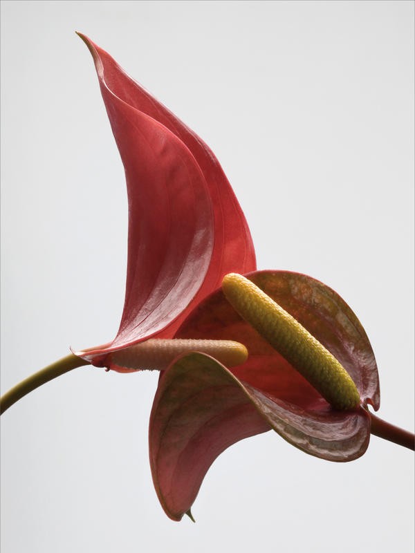Barry Seidmann, ANTHURIUM WITH WHITE II (Blume, Anthurie, Stängel, Blüte, Fotokunst, weißer Hintergrund, Wunschgröße, Treppenhaus, Esszimmer, Wohnzimmer, bunt)