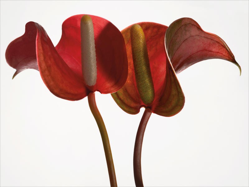 Barry Seidmann, ANTHURIUM WITH WHITE III (Blume, Anthurien, Stängel, Blüte, Fotokunst, weißer Hintergrund, Wunschgröße, Treppenhaus, Esszimmer, Wohnzimmer, bunt)