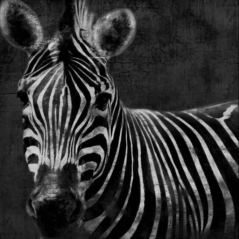 Jace Grey, BLACK AND WHITE ZEBRA (TIERE)