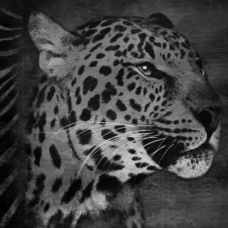 Jace Grey, BLACK AND WHITE LEOPARD (TIERE)
