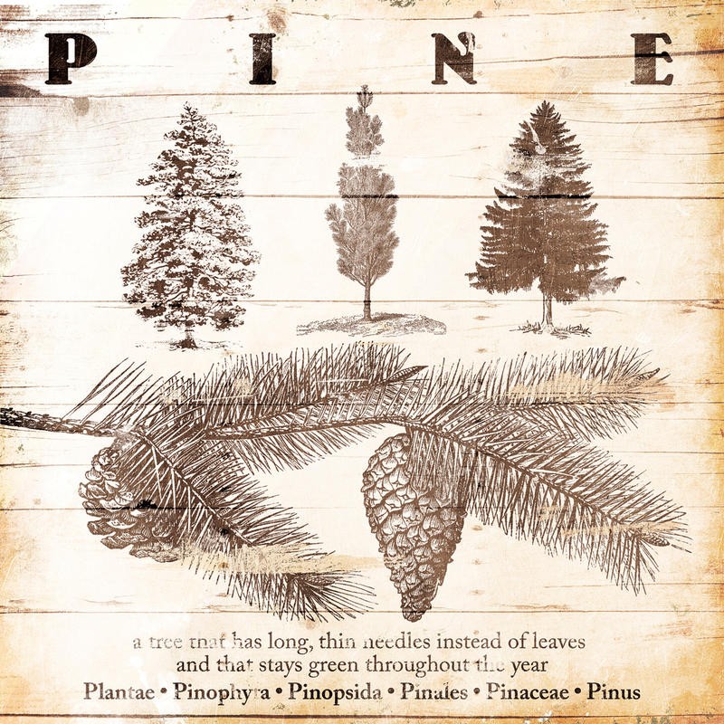 Jace Grey, PINE (BOTANIK)