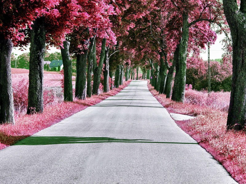 Sandro De Carvalho, DAY DRIVE I (Allee, Straße, Bäume, Fotokunst, Wunschgröße, Wohnzimmer, Büro, Treppenhaus, bunt, pink)