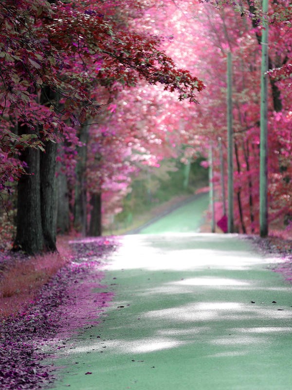 Sandro De Carvalho, BYWAY II (Wald, Straße, Bäume, Fotokunst, Wunschgröße, Wohnzimmer, Treppenhaus, bunt, pink)