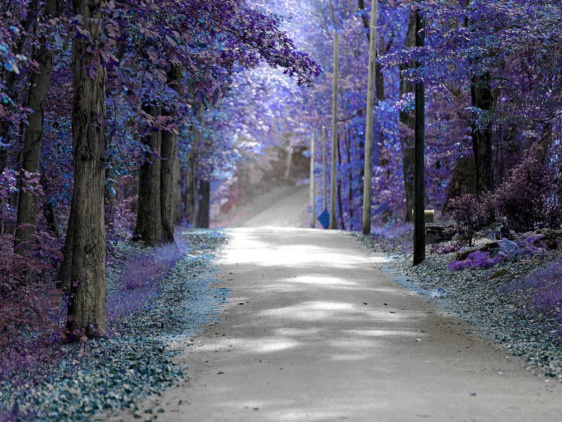 Sandro De Carvalho, DAY DRIVE II (Wald, Straße, Bäume, Fotokunst, Wunschgröße, Wohnzimmer, Treppenhaus, bunt,lila)