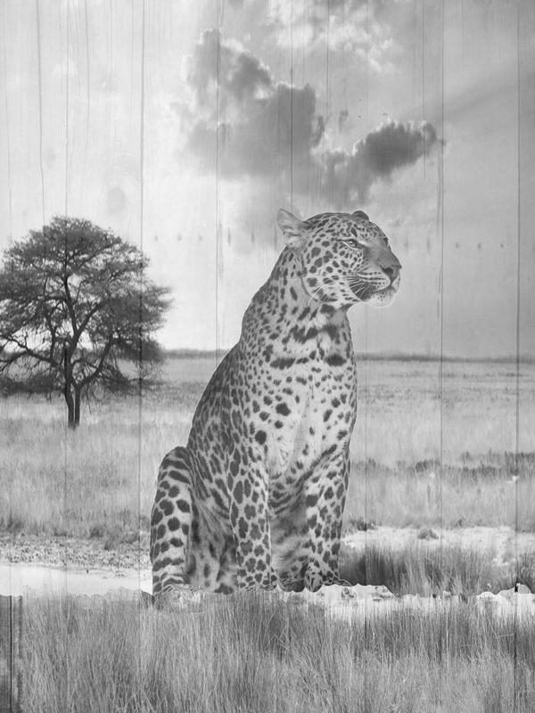 Sheldon Lewis, WILD ANIMAL III (Leopard, Landschaft, Raubtier, Raubkatze, Tier, Sawanne, Fotokunst, Wunschgröße, Treppenhaus, Wohnzimmer, schwarz/weiß)