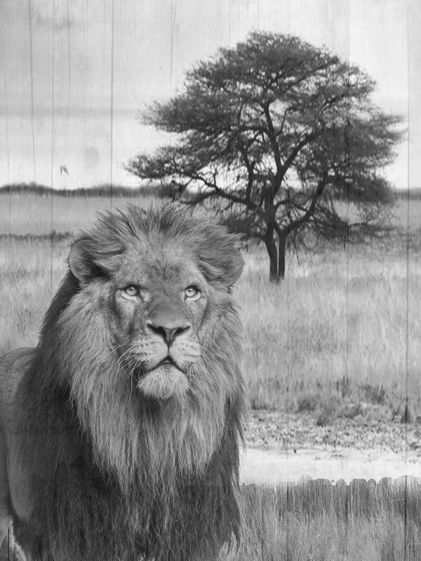 Sheldon Lewis, WILD ANIMAL IV (Löwe, Landschaft, Raubtier, Raubkatze, Tier, Sawanne, Fotokunst, Wunschgröße, Treppenhaus, Wohnzimmer, schwarz/weiß)
