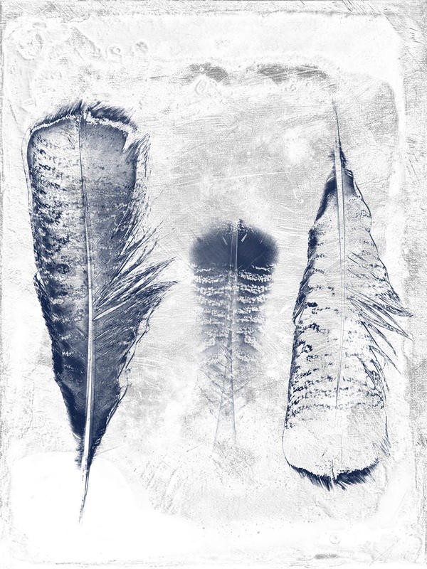 Sheldon Lewis, WHITE FEATHER I (Federn, Vogelfedern, Wohnzimmer, Jugendzimer, Treppenhaus, Grafik, Wunschgröße, grau/blau)