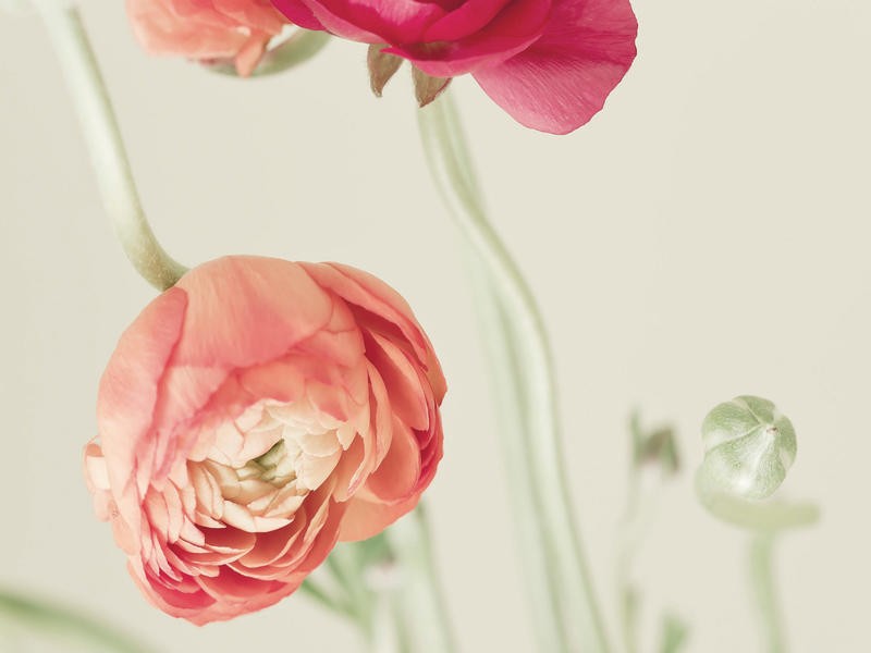 Tracey Telik, RANUNCULUS I (Ranunkeln, Blumen, Blüten, Blütenblätter, Nahaufnahme, Pflanzen, Botanik, Fotokunst, zart, Wunschgröße, Treppenhaus, Wohnzimmer)
