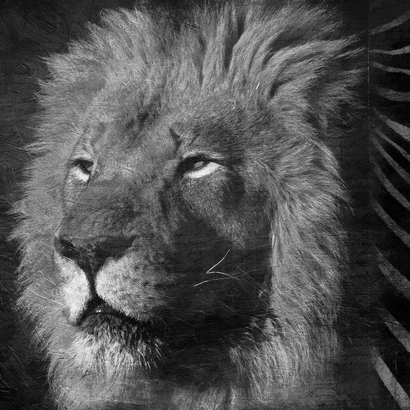 Jace Grey, BLACK AND WHITE LION (TIERE)