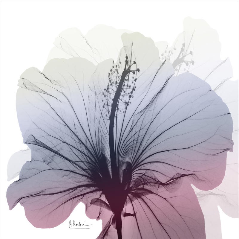 Albert Koetsier, HIBISCUS PINK AND GRAY I (X-RAY)