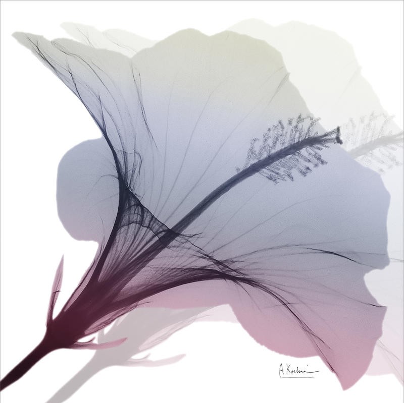 Albert Koetsier, HIBISCUS PINK AND GRAY II (X-RAY)