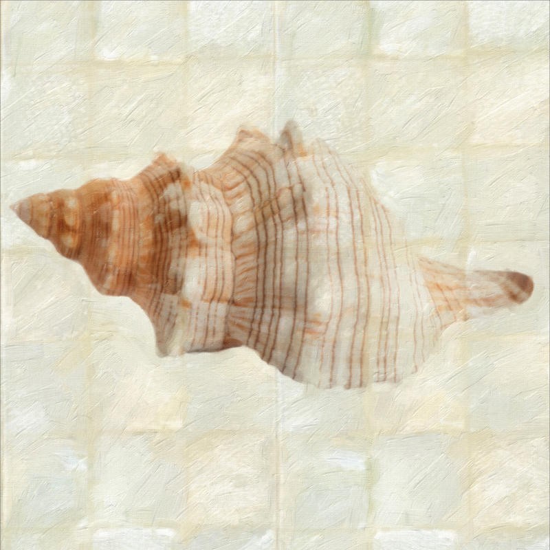 Taylor Greene, MOTHER OF PEARL SHELL II (Muschel, Perlmuschel, Schneckenhaus,  maritim, Meerestiere, Wunschgröße, Badezimmer, Treppenhaus)