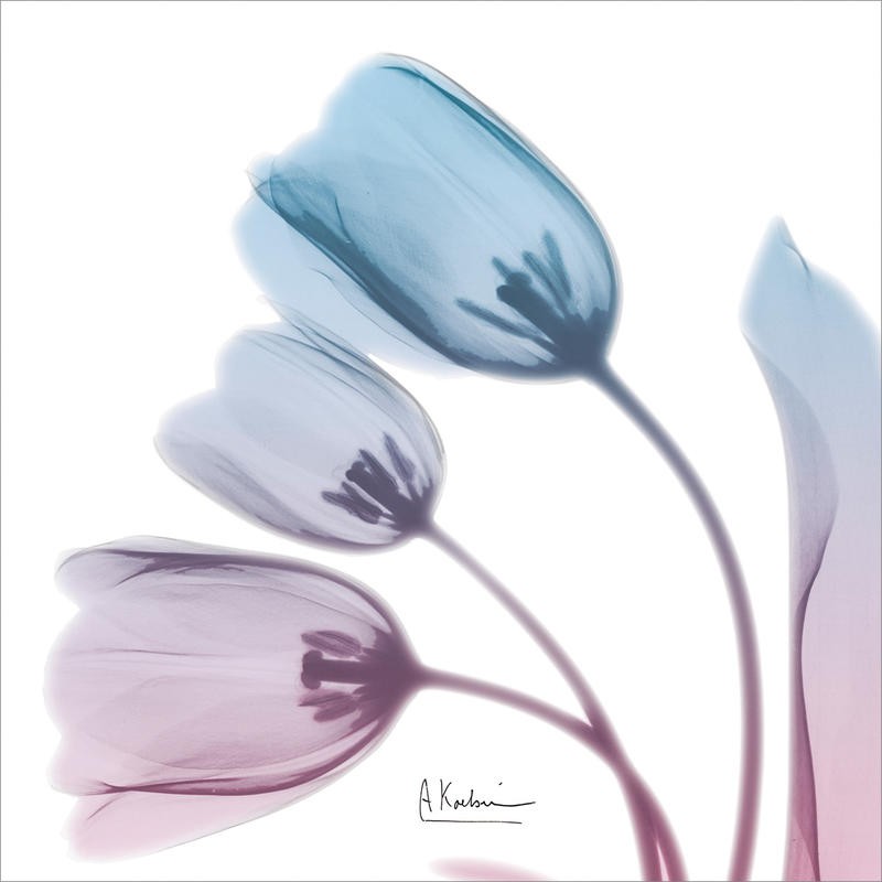 Albert Koetsier, SOFT TULIPS PINK AND BLUE I (X-RAY)