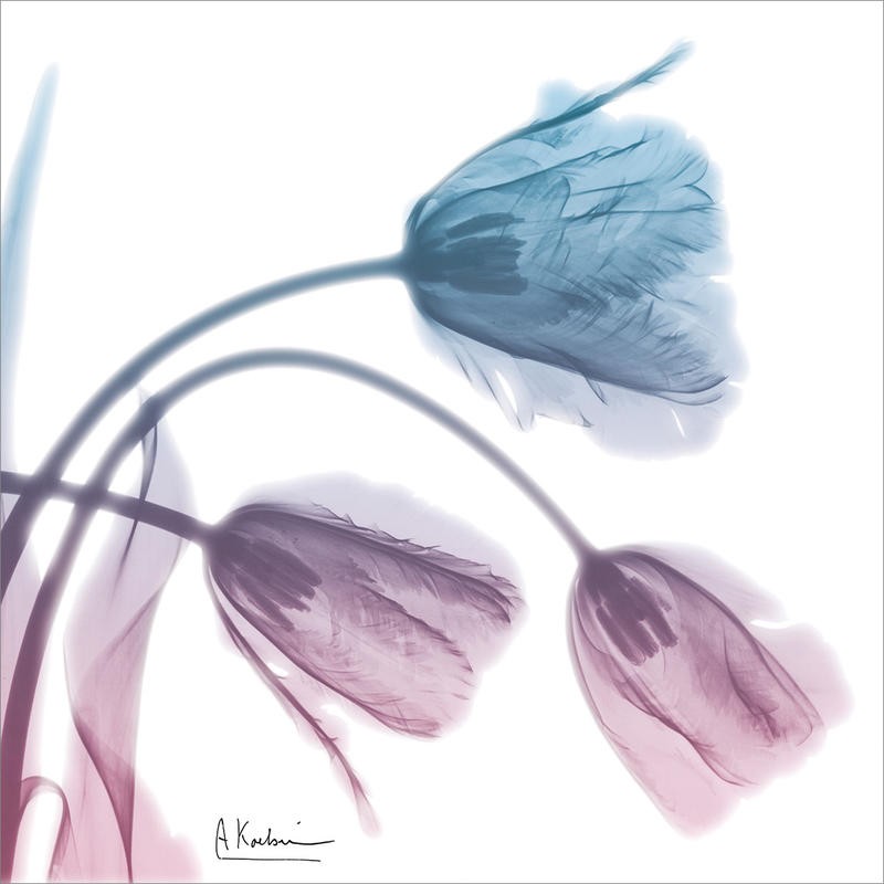 Albert Koetsier, SOFT TULIPS PINK AND BLUE II (X-RAY)